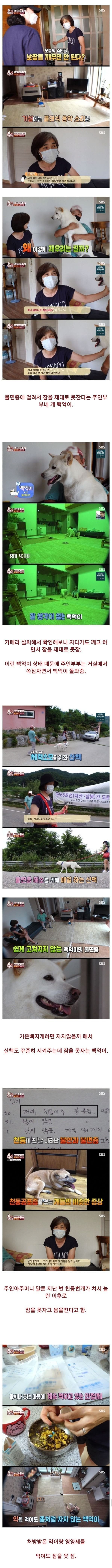 하루 1시간 밖에 못자는 불면증 댕댕이