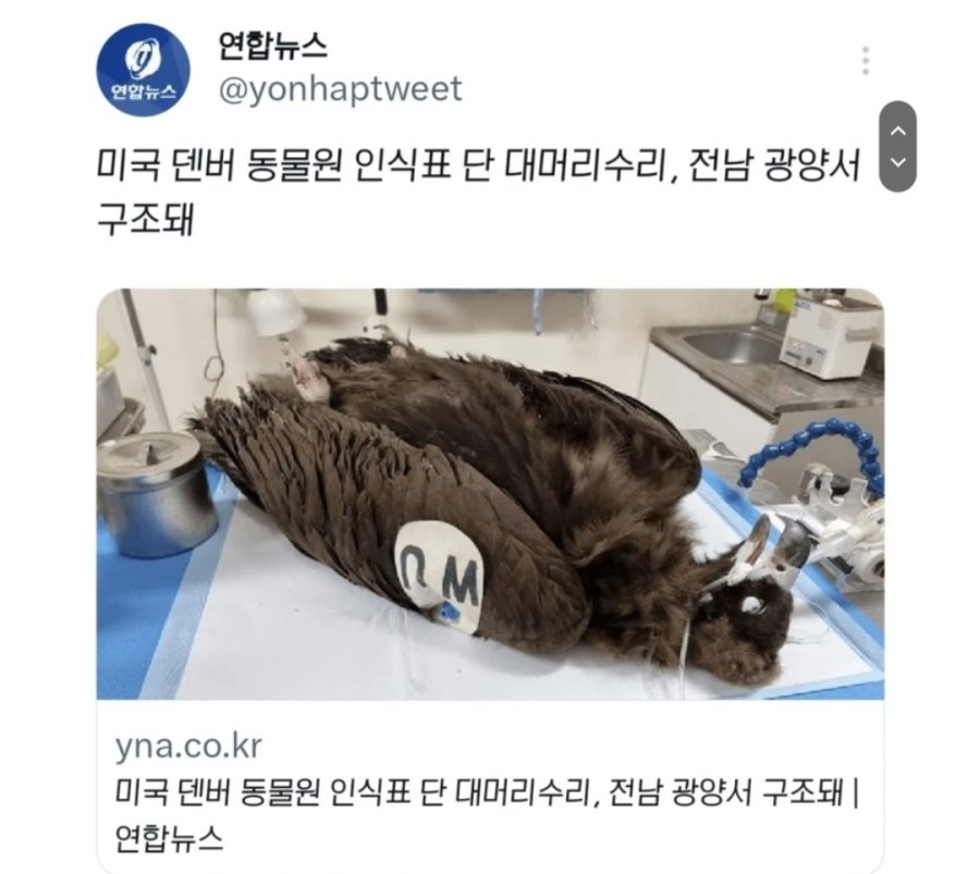 전라도에서 발견된 미국독수리 기사,댓글