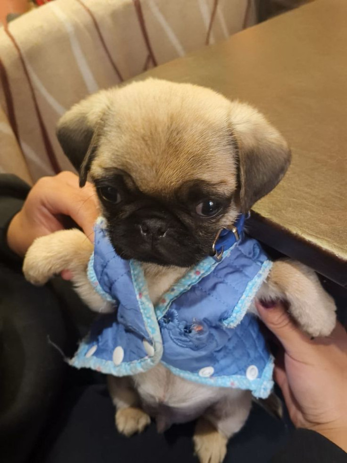 하 돈으로부터 좀