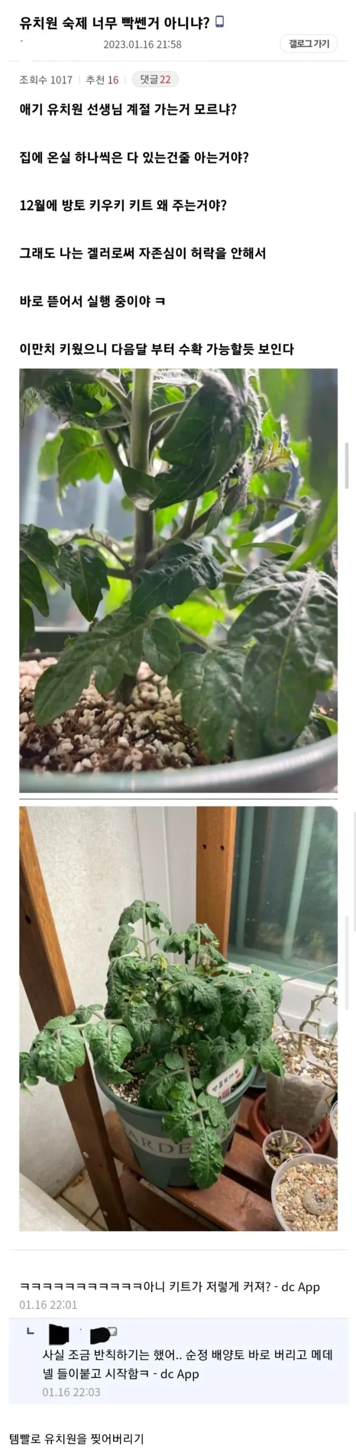 겨울에 방울토마토 키우기 숙제를 준 유치원에 분노한 부모