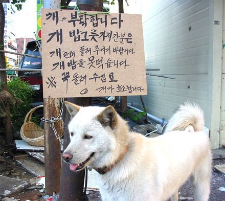 개 호소문