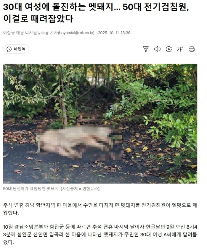 30대 여성에 돌진하는 멧돼지… 50대 전기검침원이 때려잡아