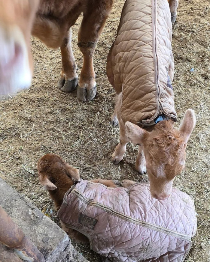 247d4dbb63a3d8a492b0311d8429841ae13da285.jpg 송아지 태어나서 게임중 탈주함.jpg