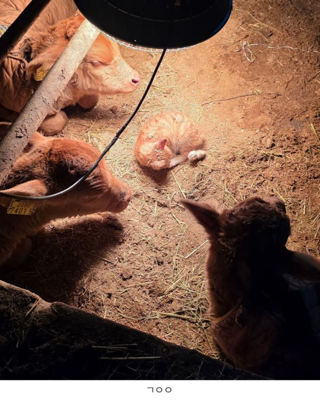 f2a2e2737b5102dd640c8bd9271e288741005eaa.jpg 송아지 태어나서 게임중 탈주함.jpg