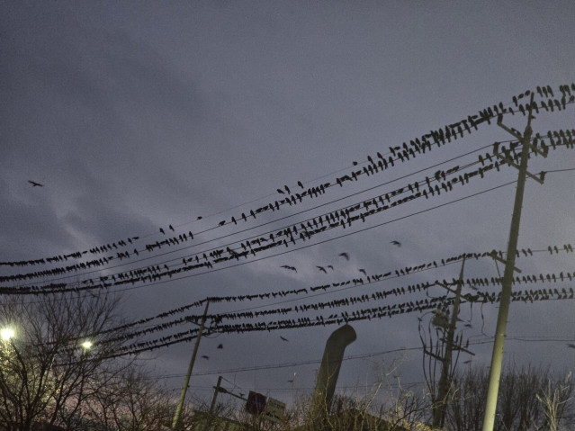 20251204_174415.jpg 경기도 오산 까마귀 근황.jpg