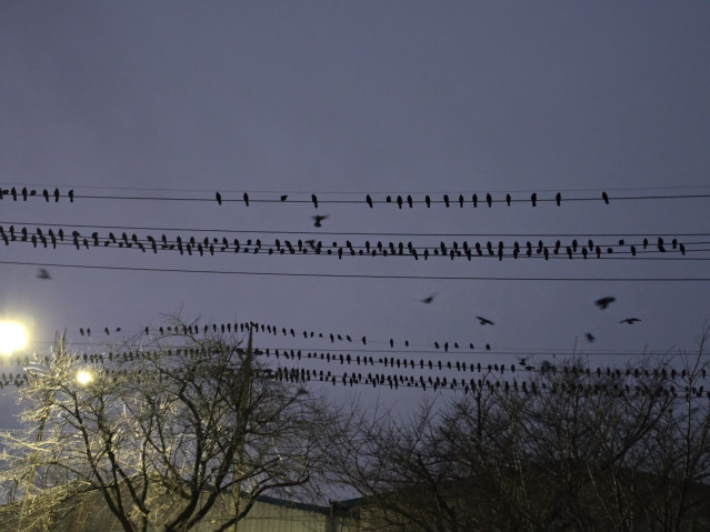 20251204_174421.jpg 경기도 오산 까마귀 근황.jpg