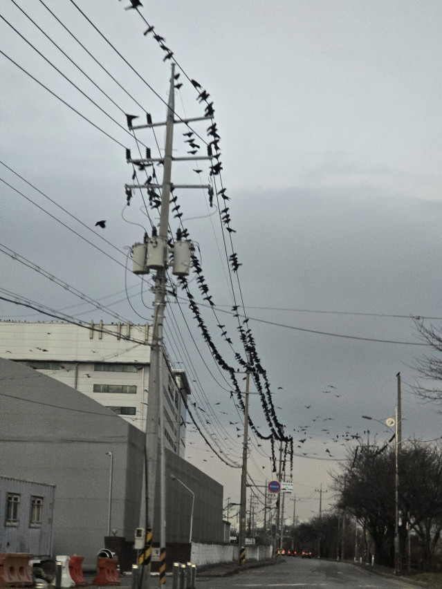 20251204_171823.jpg 경기도 오산 까마귀 근황.jpg